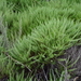 Ericameria ericoides - Photo (c) David Renoult, osa oikeuksista pidätetään (CC BY-NC), lähettänyt David Renoult