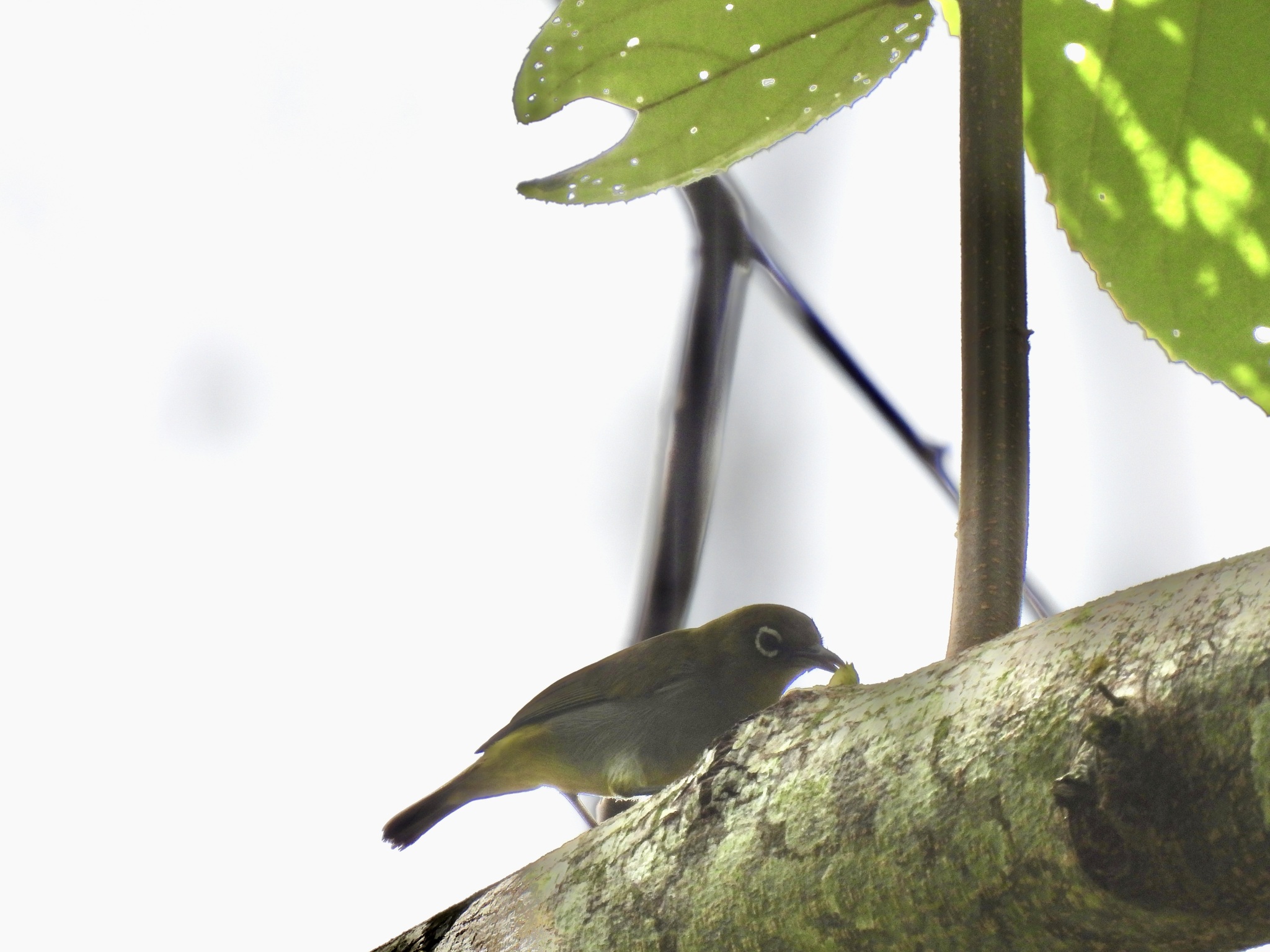 Hume's White-eye (Zosterops auriventer), photo 2