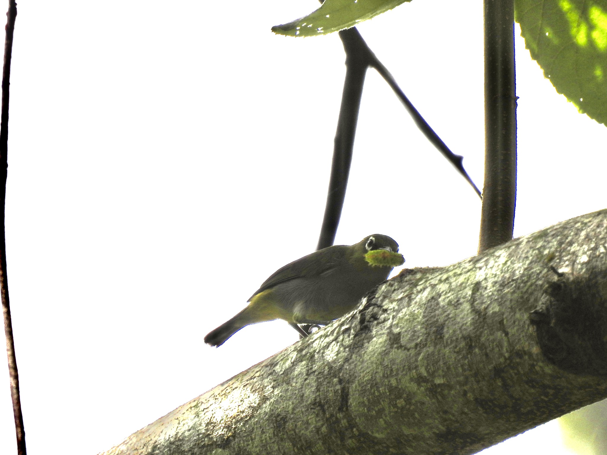 Hume's White-eye (Zosterops auriventer), photo 3