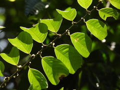 Bridelia insulana