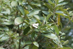 Cymothoe alcimeda trimeni