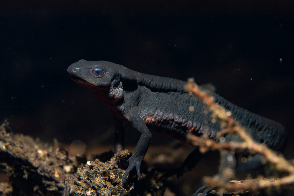 Japanese Fire-Bellied Newt
