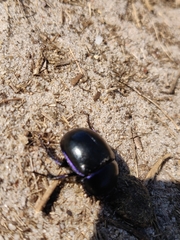 Trypocopris vernalis