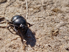 Trypocopris vernalis