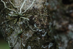 Mystacidium venosum