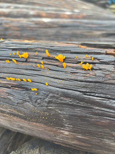 Dacrymyces spathularia