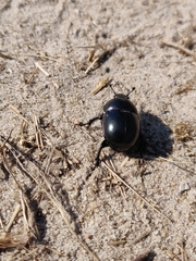 Trypocopris vernalis