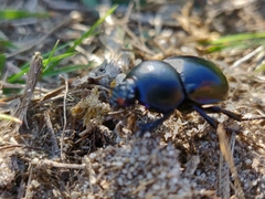 Trypocopris vernalis