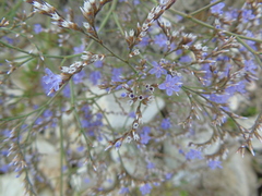 Limonium brevipetiolatum