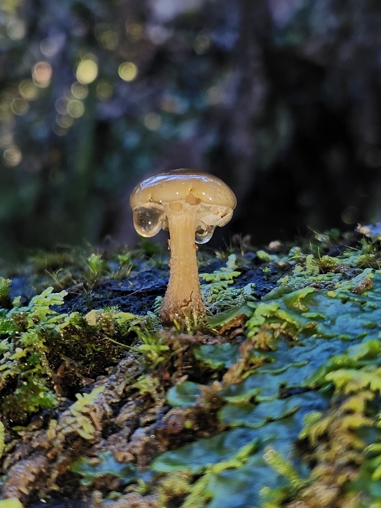 Armillaria novae-zelandiae · June 2025 · photo: © archie_tarn (iNaturalist, cc-by)