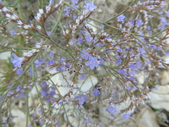 Limonium brevipetiolatum