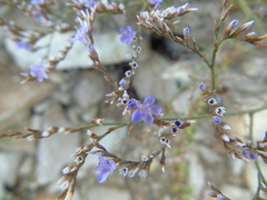 Limonium brevipetiolatum