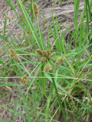 Cyperus aggregatus