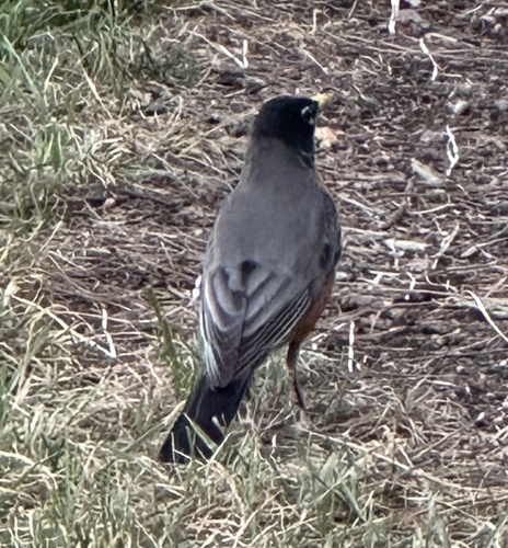 American Robin