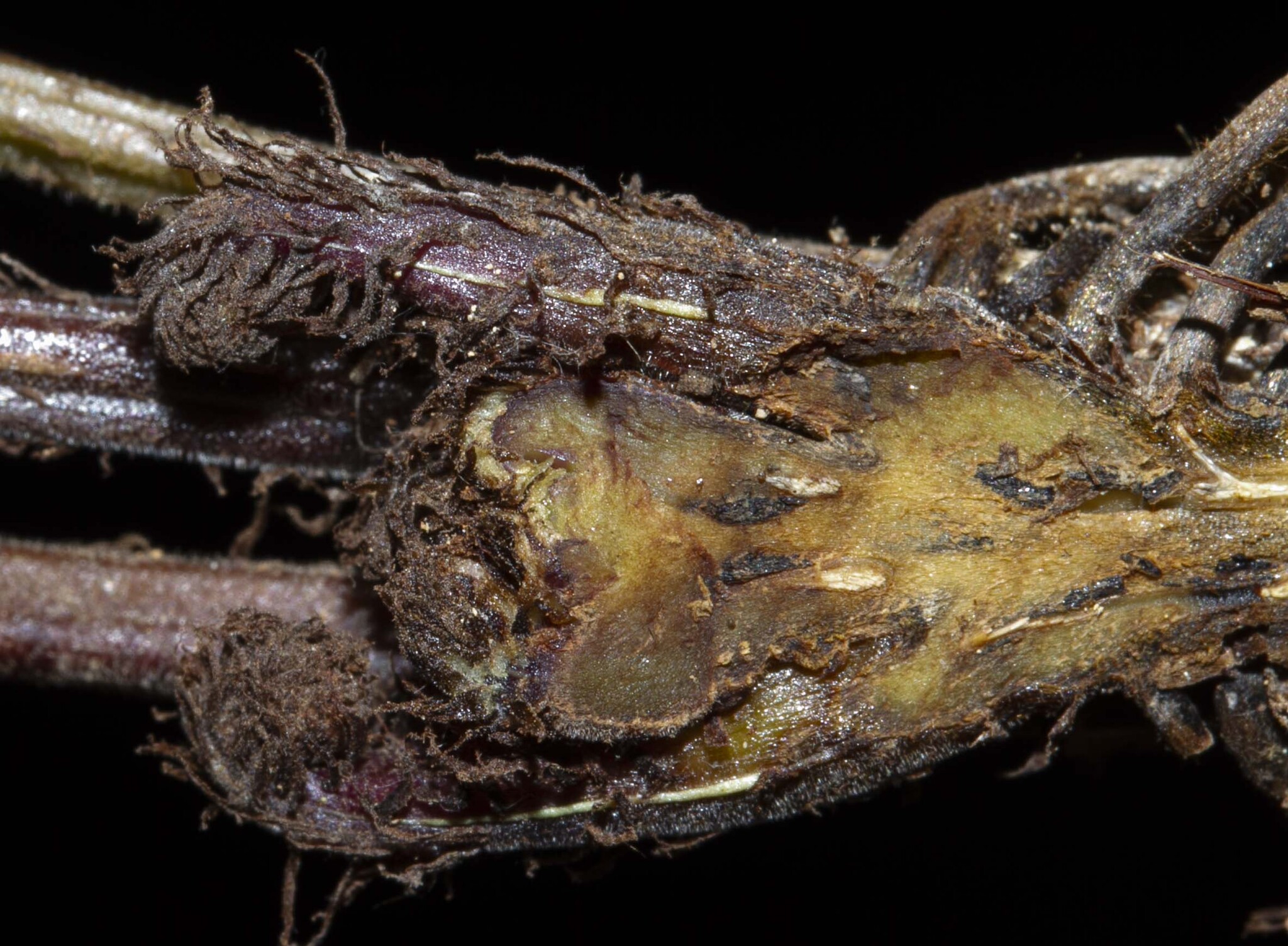 Christella subpubescens — ảnh 3