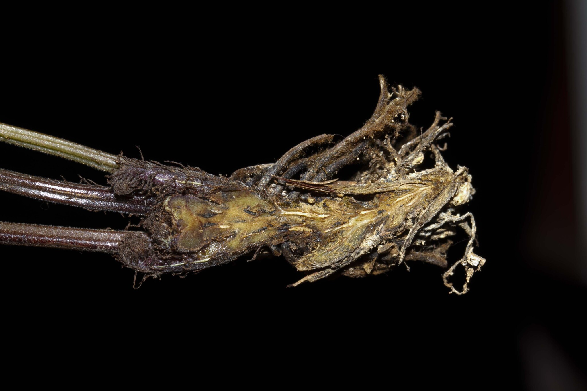 Christella subpubescens — ảnh 2