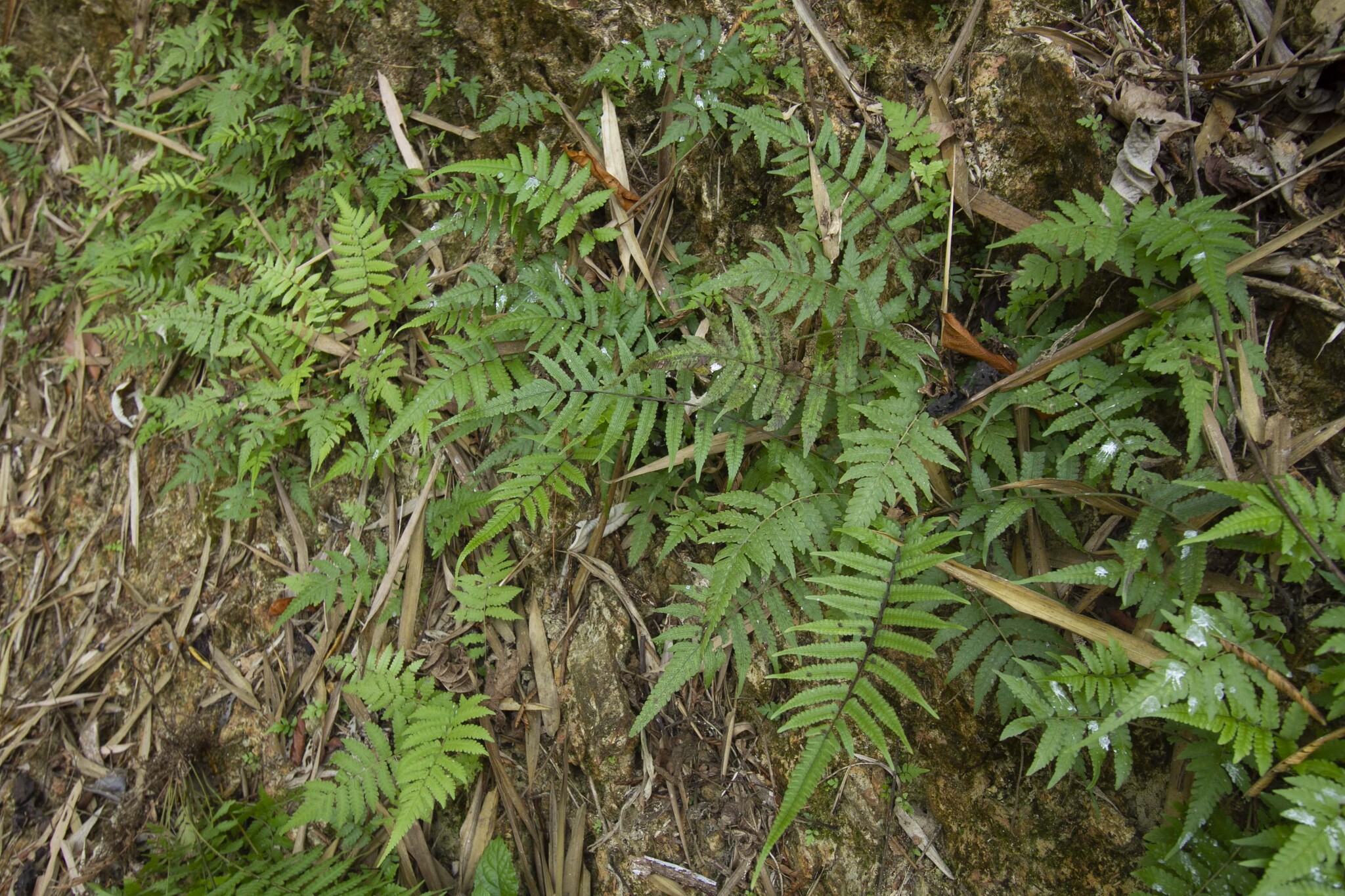 Christella subpubescens (Christella subpubescens)
