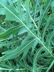 Silphium laciniatum