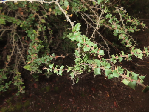 Berberis actinacantha, photograph 5
