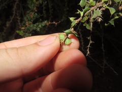 Berberis actinacantha, photograph Eric Schmidt, CC BY, iNaturalist via GBIF