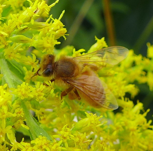 A very blonde one on goldenrod.
