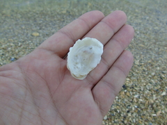 Ostreoidea