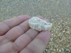 Ostreoidea