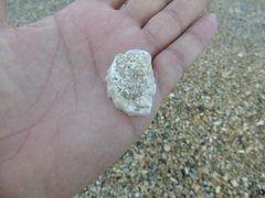 Ostreoidea