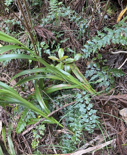 Asplenium aethiopicum observed 2025-06-10