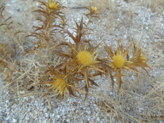 Carlina graeca