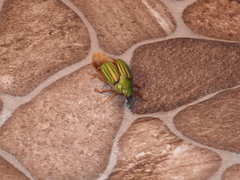 Chrysina occidentalis