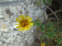 Limbarda crithmoides longifolia
