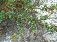 Limbarda crithmoides longifolia