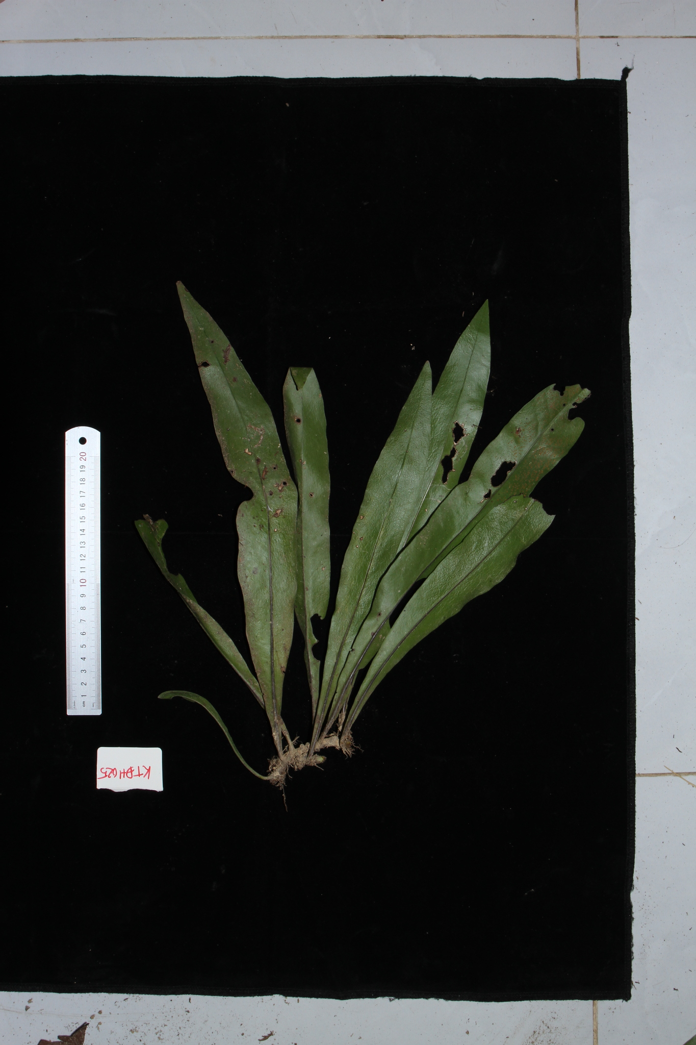 Microsorum punctatum — ảnh 3