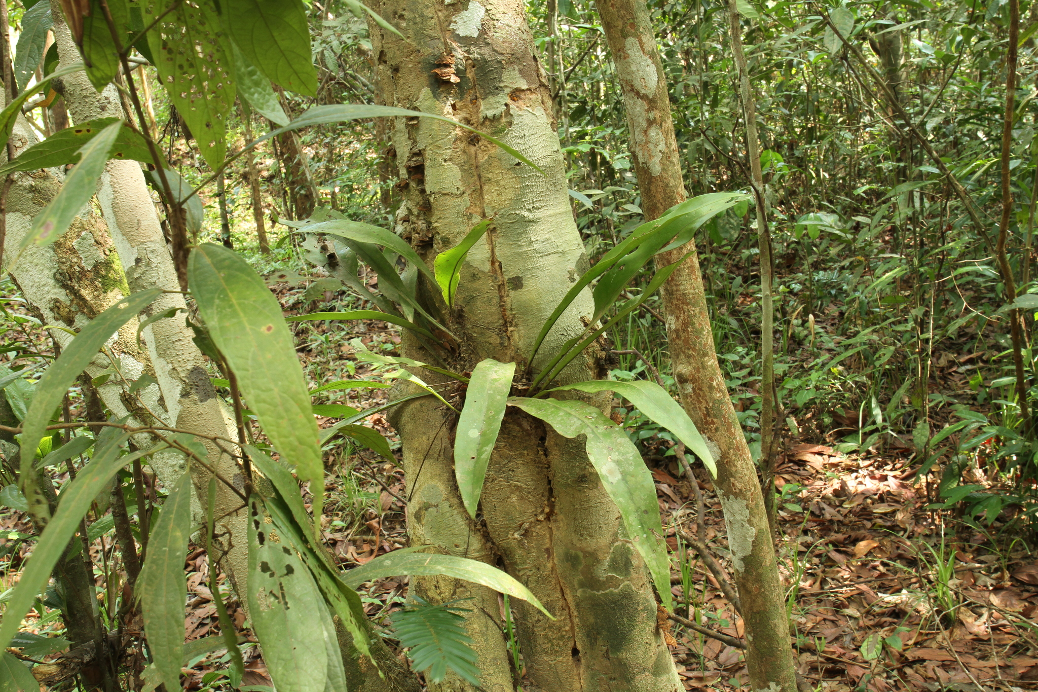 Microsorum punctatum — ảnh 2