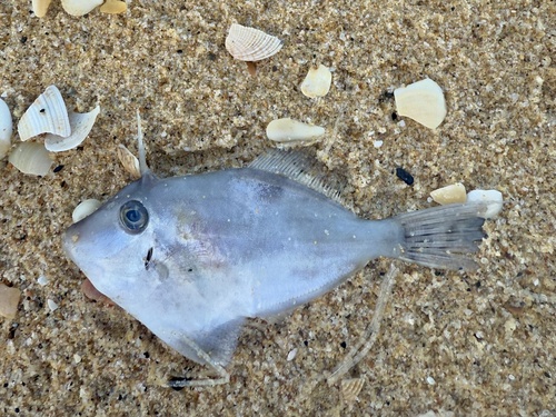 Threadtail filefish (Arotrolepis filicauda) — Monacanthidae — 5