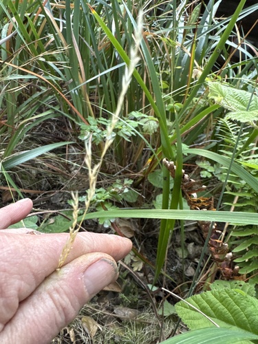 slender hairgrass (Deschampsia elongata)
