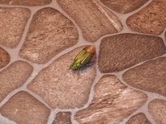 Chrysina occidentalis