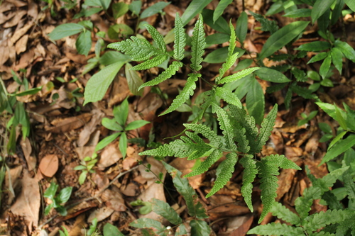 Tectaria impressa (Tectaria impressa)