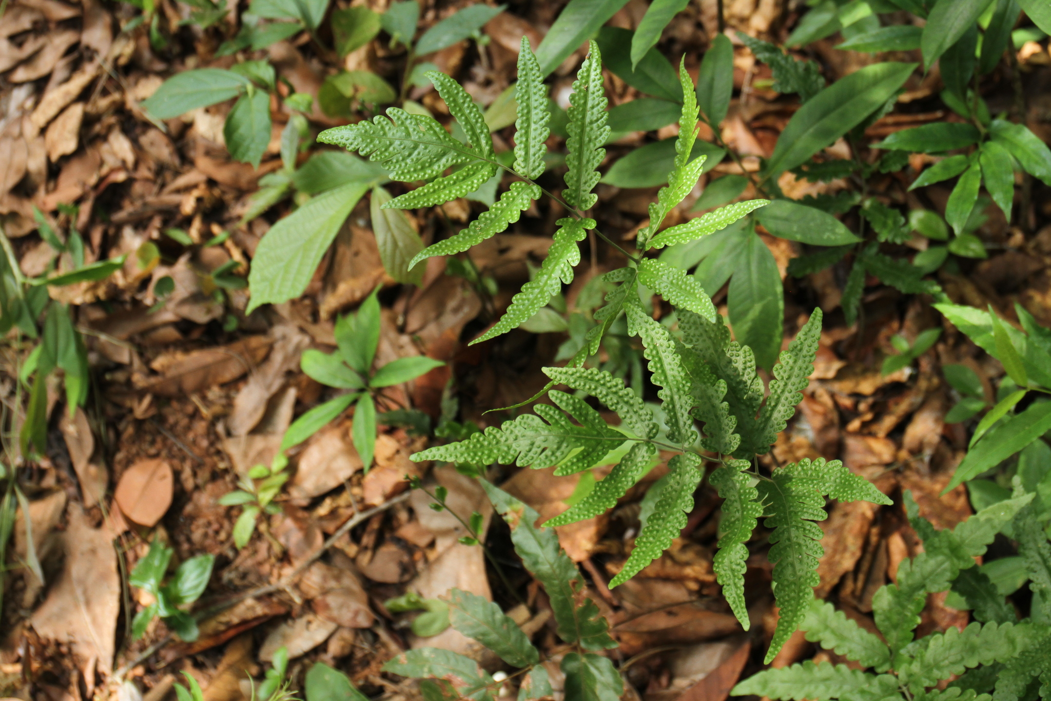 Tectaria impressa — ảnh 3