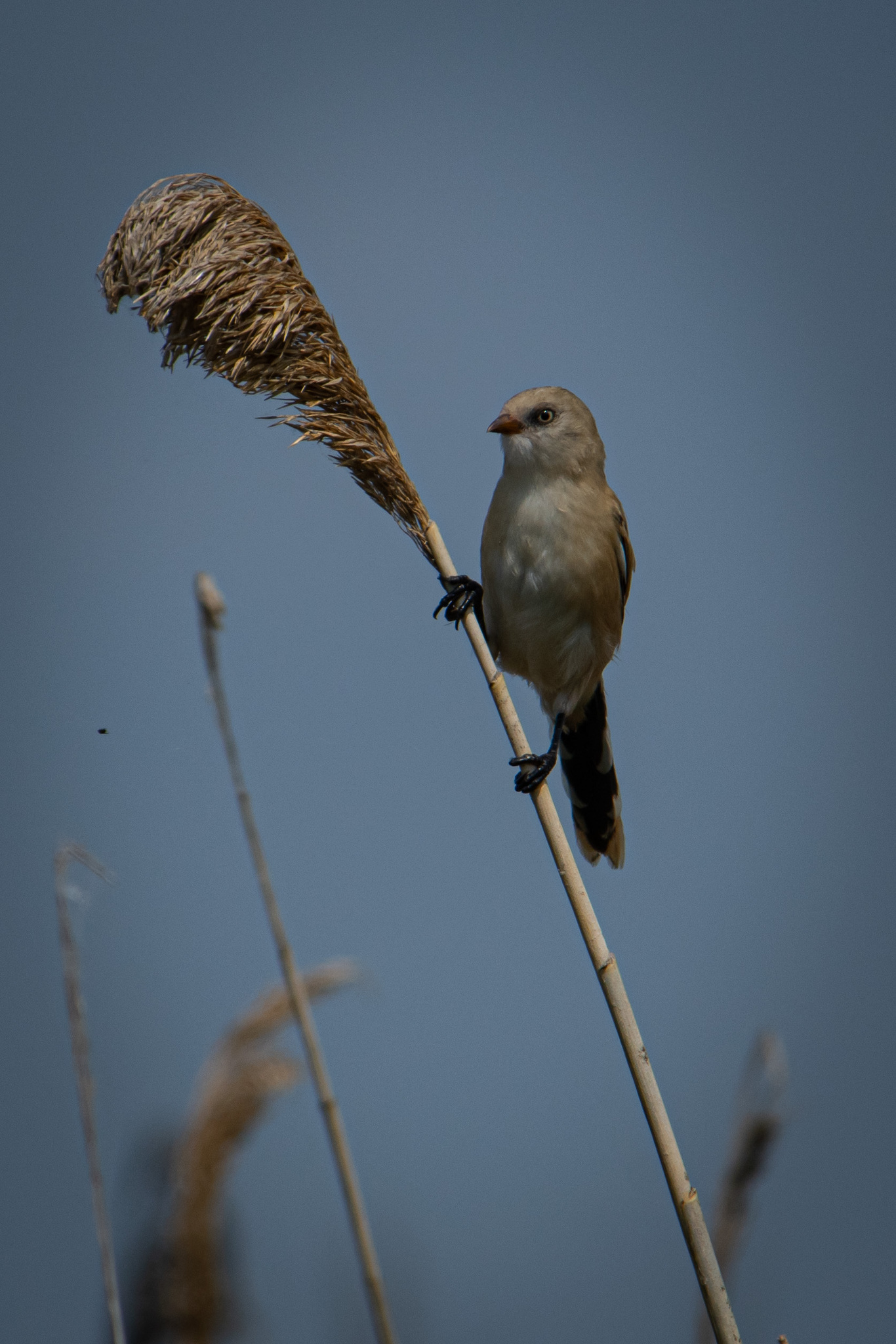 Bearded Reedling