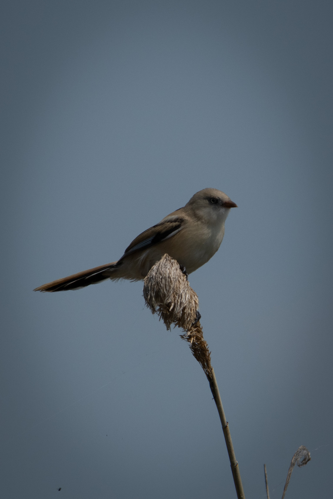 Bearded Reedling