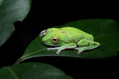 Crobett's Gap Bubble-Nest Frog photo 2