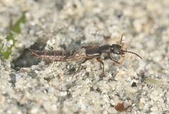 Cafius nauticus