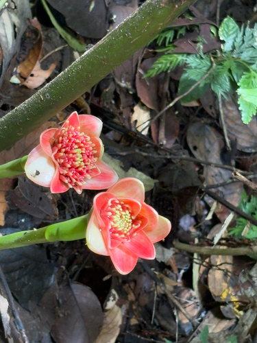 Etlingera hemisphaerica, photograph 2