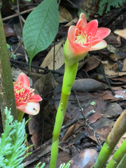Etlingera hemisphaerica, photograph (c) 黃美滿, some rights reserved (CC BY)