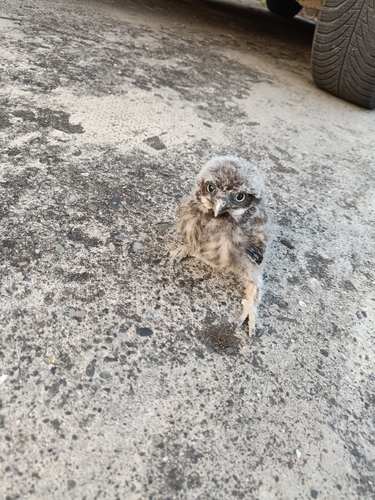 View observation of {o.common_name} on iNaturalist