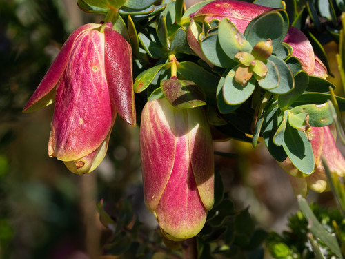Pimelea physodes, photograph 6