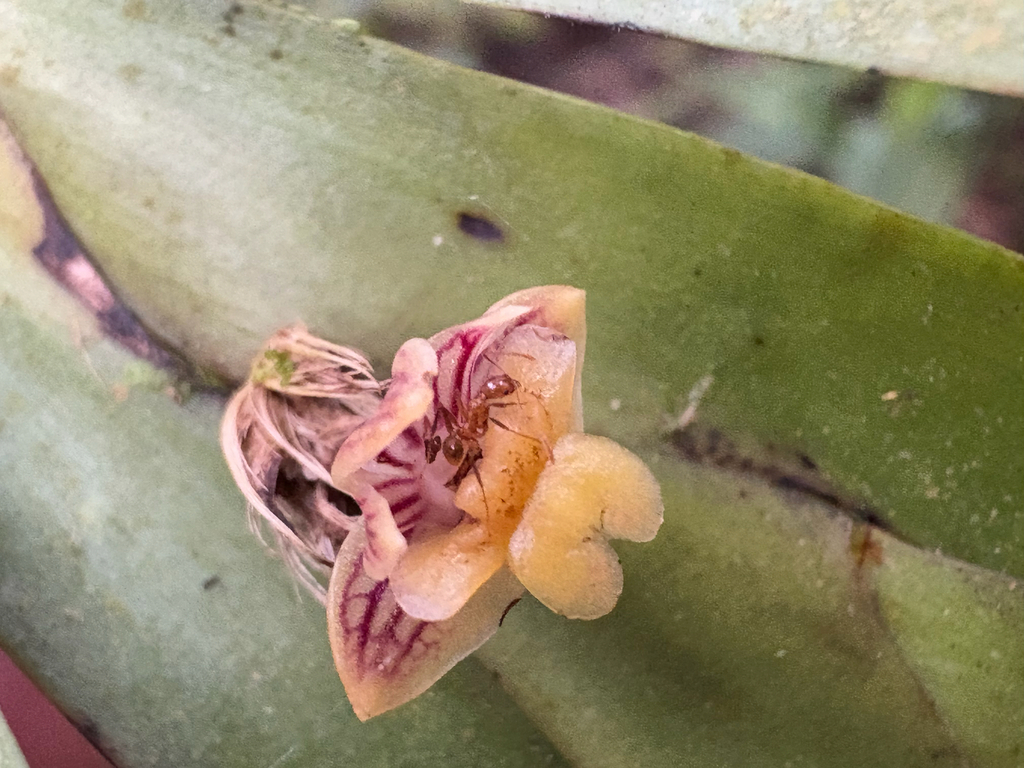 Dendrobium kiauense
