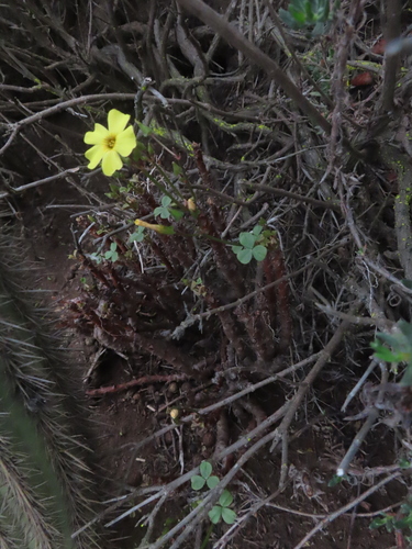 Oxalis mirbelii, photograph 5